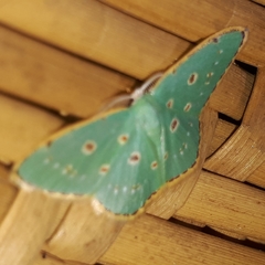 Comostola nereidaria