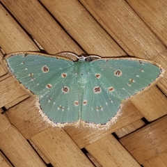 Comostola nereidaria