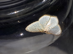 Comostola nereidaria