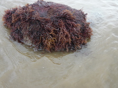 Chondracanthus chamissoi