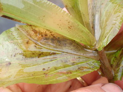 Potamogeton praelongus