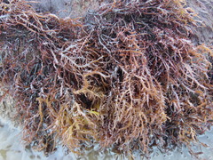 Chondracanthus chamissoi