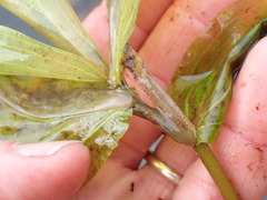 Potamogeton praelongus
