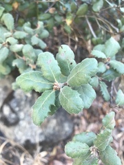 Quercus durata durata