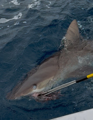 Caribbean Reef Shark