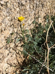 Eschscholzia minutiflora