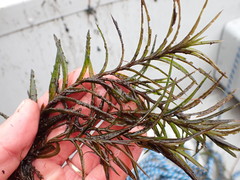 Potamogeton robbinsii