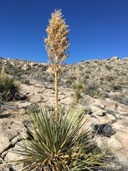 Nolina parryi