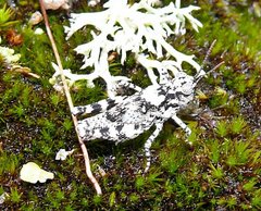 Trimerotropis saxatilis