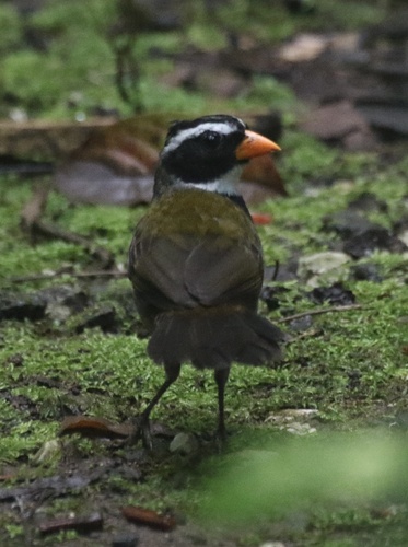 Orange-billed Sparrow (Arremon aurantiirostris), photo 3