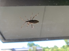 Leptoglossus occidentalis