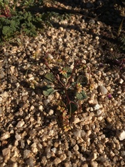 Eriogonum pusillum