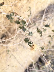Brickellia desertorum