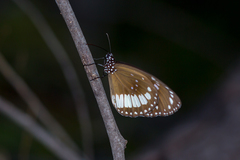 Euploea eichhorni