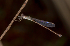 Indolestes tenuissimus