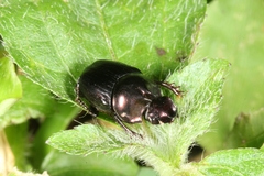Image of Onthophagus praecellens