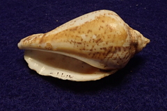 Gibberulus gibberulus