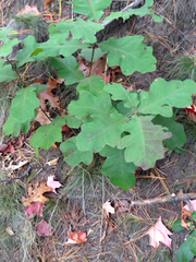 Quercus