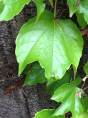 Hedera