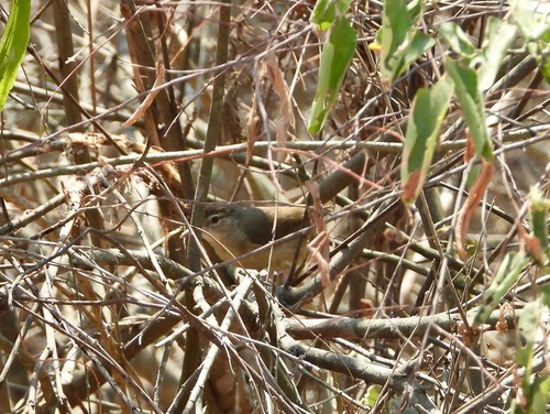 Pale-olive Greenbul (Phyllastrephus fulviventris)