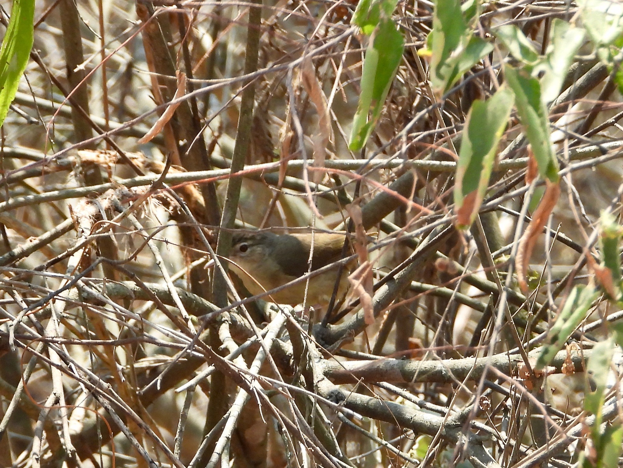 Pale-olive Greenbul (Phyllastrephus fulviventris), photo 1