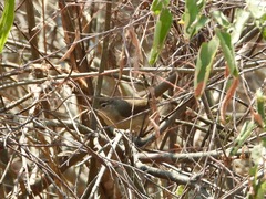 Phyllastrephus fulviventris