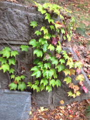 Hedera