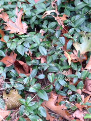 Vinca minor