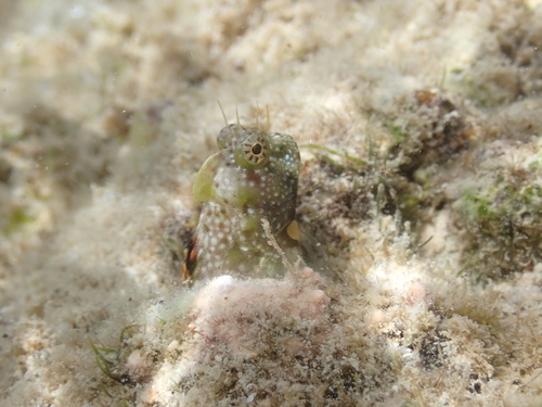 Blue-spot blenny (Salarias guttatus) — Blenniidae — 4