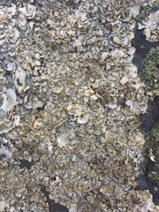 Dermatocarpon intestiniforme