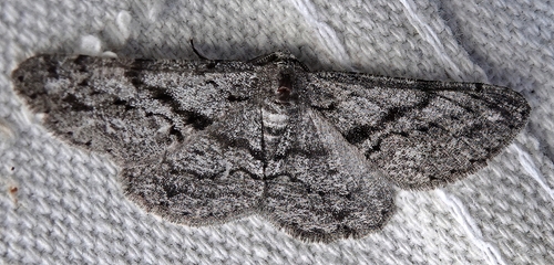 Glena nigricaria photo 2