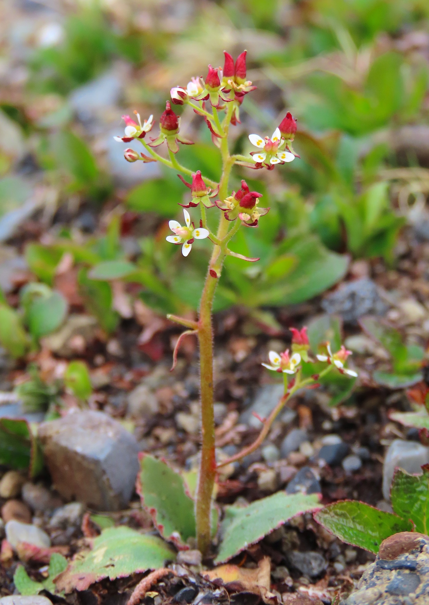 Micranthes reflexa