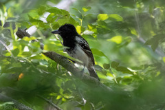 Thamnophilus melanonotus