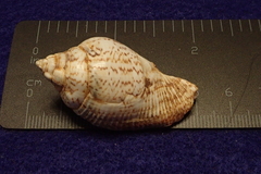 Gibberulus gibberulus