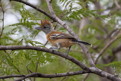 Sakesphorus canadensis
