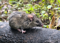 Striped Delomys photo 4