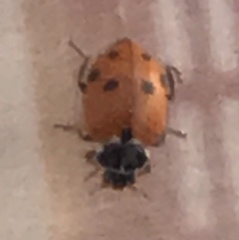 Hippodamia variegata