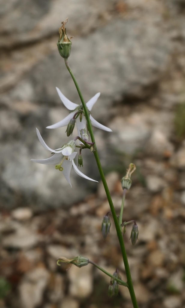Asyneuma michauxioides