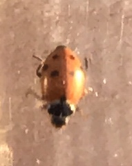 Hippodamia variegata