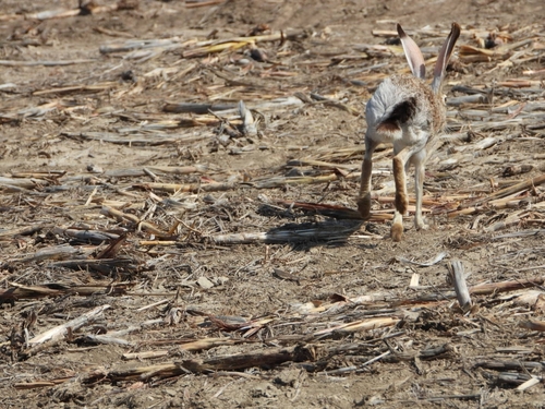 Black-tailed Jackrabbit