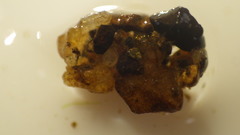 Glossosomatidae
