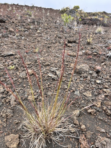 Agrostis sandwicensis observed 2025-06-20