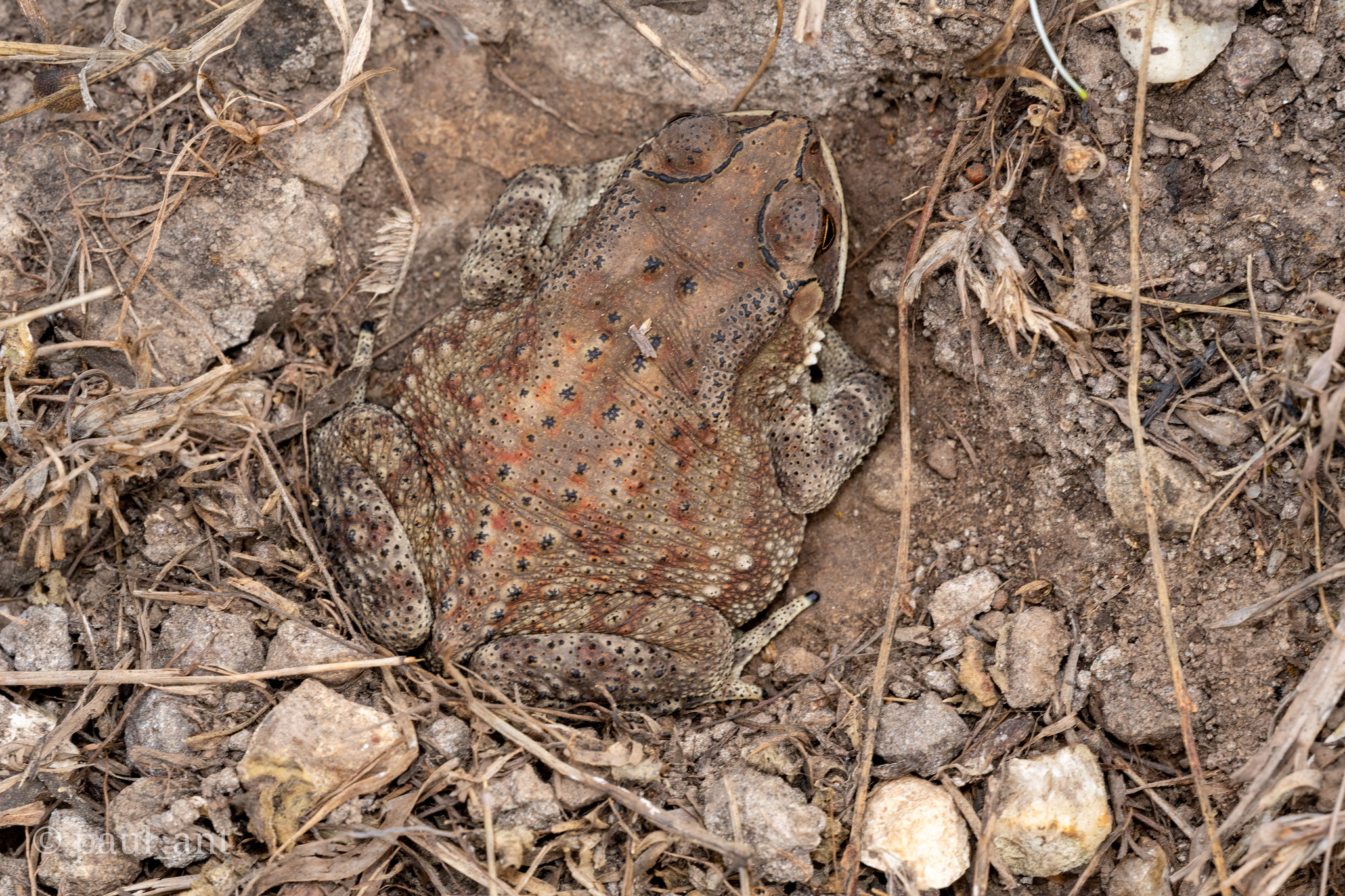 Indian Common True Toad