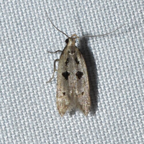 Black-spotted Twirler photo 4