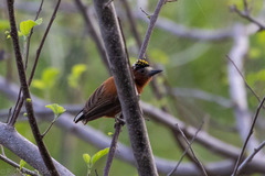Picumnus cinnamomeus