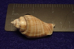 Gibberulus gibberulus
