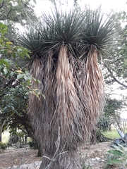 Beaucarnea stricta