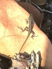 Anolis sagrei
