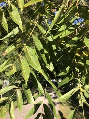 Schwarznuss (Juglans nigra): Herkunft und Verwendung — Foto 2