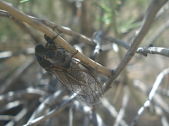 Neoplatypedia constricta